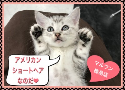 【 アメリカンショートヘア 】人馴れしているなら！シルバータビーのアメショー！