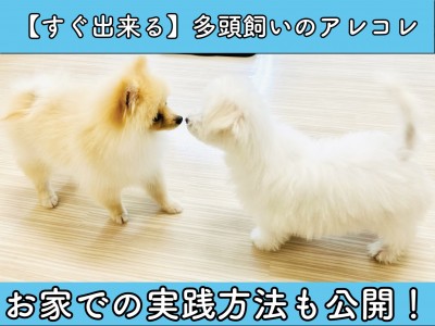 【 多頭飼い 】必見！複数のワンちゃんで生活をするコツとお家での実践方法公開！