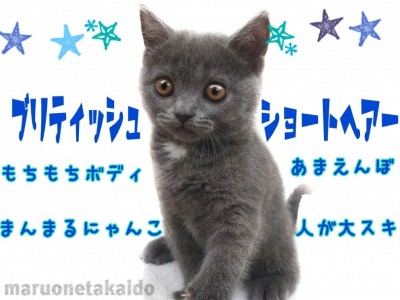 【 ブリティッシュショートヘア 】忙しい方必見！まんまるボディの癒し系！