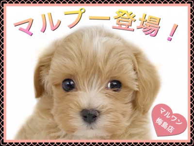 【 MIX・マルプー 】梅島店大人気犬種！ 飼いやすい賢い性格です！