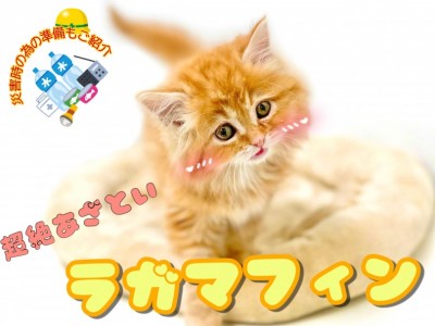【 ラガマフィン 】あざと可愛い美形にゃんこが仲間入り！癒し効果も抜群です！