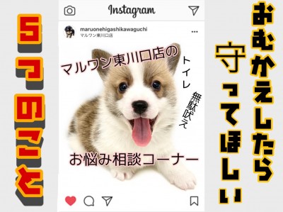 【 子犬を迎えたら 】トイレ＆分離不安予防/お迎えから10日間守って頂きたいルール解説