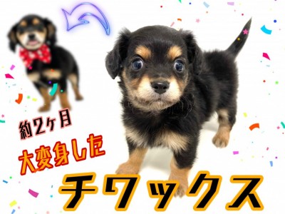 【 MIX犬 】生後4ヶ月のチワックス成長記録！2ヵ月で大変身しました！！