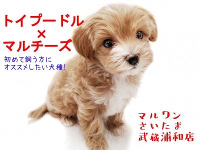 【MIX・マルプー】初めての方にマルプーちゃんがオススメな理由とは！