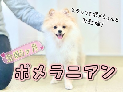 【 ポメラニアン 】生後5か月半の白たぬきポメちゃん！現在の姿を大公開！