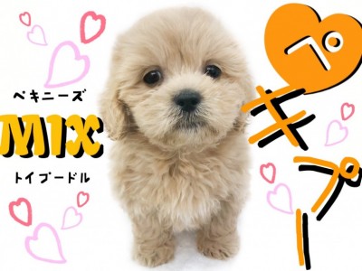 【 ペキプー 】短足とぬいぐるみFACEの最強コラボ！おっとり癒し系MIX登場！