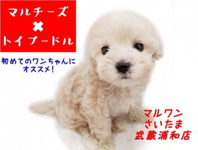 【 MIX 】マルプーとの生活を徹底紹介！初めての方にこそオススメしたい犬種！