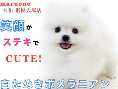 【 ポメラニアン 】検索率急上昇！大人気の白たぬきポメ！毛量＆マズルがポイント！