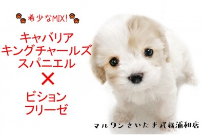 【 MIX・キャバリア×ビション 】人気の最先端！可愛い希少ハーフ犬を徹底解説！