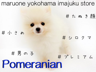 【 ポメラニアン 】究極癒し系！ドワーフ・小さめ・プレミアムな真っ白たぬきポメ！