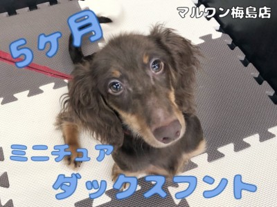 【 ミニチュアダックス 】超フレンドリー！絶対に誰とでも仲良くなれる男の子！