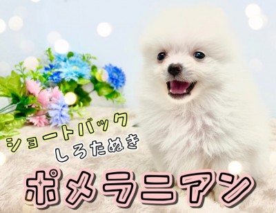 【 ポメラニアン 】クリームカラーのショートバック体型！小さめポメちゃん参上！