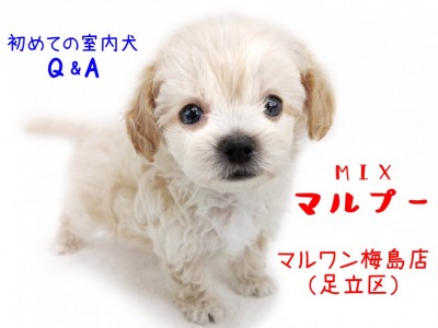 【 MIX・マルプー 】初めての室内犬Q＆A！マルプーライフをまるっとご紹介！！