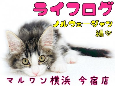 【ノルウェージャンフォレストキャット】ライフログ〜最新情報をお届け！美猫男子編