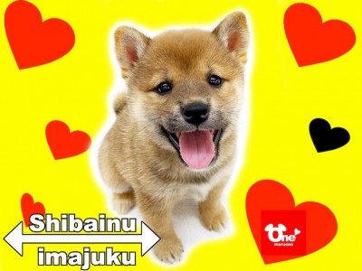【 柴犬 】ライフログ〜最新情報をお届け！生後2ヶ月の赤柴女の子編〜