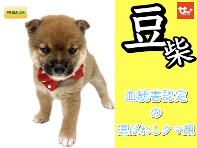 【 豆柴犬 】血統書認定豆柴！本場鹿児島より登場！7/14最新情報