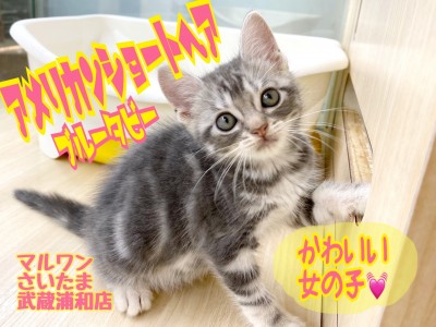 【 アメリカンショートヘア 】猫初心者必見の女の子！懐っこい性格は飼いやすさ抜群！