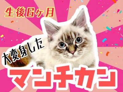【 マンチカン 】生後6か月成長したマンチカンちゃんの7/16最新情報をお届け！