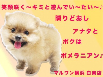 【 ポメラニアン 】生後59日で554g！人気急上昇中のマズルが短いタヌキポメ！
