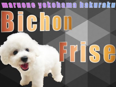 【 ビションフリーゼ 】アフロ犬！安心のACサイズ感と従順な性格は初心者にオススメ！