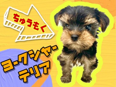 【 ヨークシャーテリア 】育てやすい小さめサイズのヨーキー！8/27最新情報！