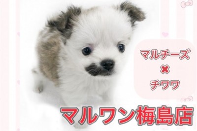 【 MIX犬 】マルチーズとチワワのミックス！その生活を動画でご紹介！！