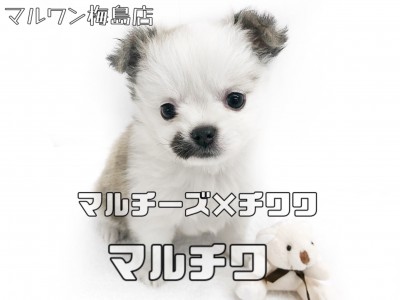 【 MIX犬 】マルチーズ×チワワ！お口の模様が特徴のミックス女子！！