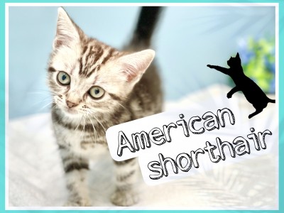 【 アメリカンショートヘア 】お手入れ等各種トレーニング完了！8/26最新情報！