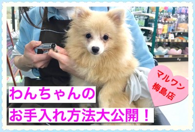 【 お役立て情報 】誰でも簡単に出来る！ワンちゃんのお手入れ方法大公開！