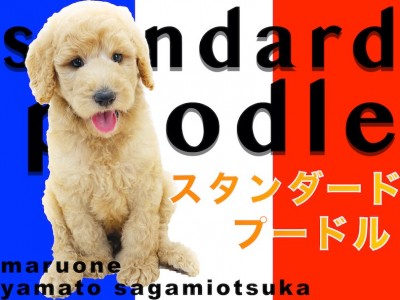 【 スタンダード・プードル 】レアなスタンプー！大型犬との暮らしの幸せポイント！