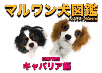 【 マルワン犬図鑑 】キャバリアの魅力をペットショップスタッフが独自解説！