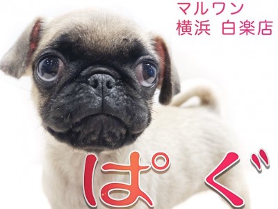 【 パグ 】お口がチャームポイント！ペチャ顔マニアが飼い方のコツをご紹介！