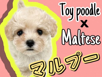 【 MIX 】MIX犬の中で一番人気のマルプー！見た目・性格良い所取りの子が登場！