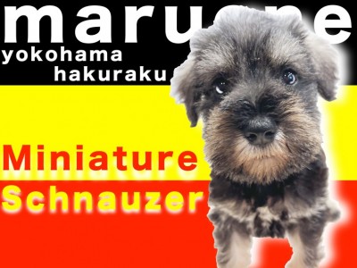 【 ミニチュアシュナウザー 】口髭がチャームポイント！遊び方のポイントとは？