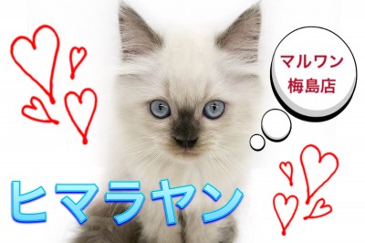 【 ヒマラヤン 】 宝石のようなブルーアイ！ 1000年に1頭の美形男子です！
