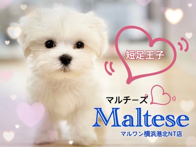 【 マルチーズ 】ドワーフ体型がたまらなく可愛いマルチーズくん