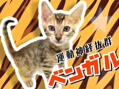 【 ベンガル 】ヒョウ柄模様のワイルドキャット！見た目と中身のギャップ萌え