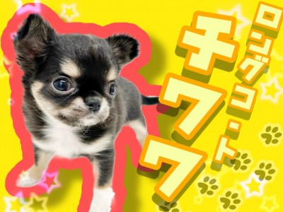 【 極小チワワ 】マロ眉くっきり、たぬき顔チワワちゃん！わんぱくガール登場！