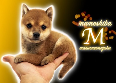 【 豆柴 】生後62日で780g！和犬ビギナーにオススメな手乗りプレミアム！