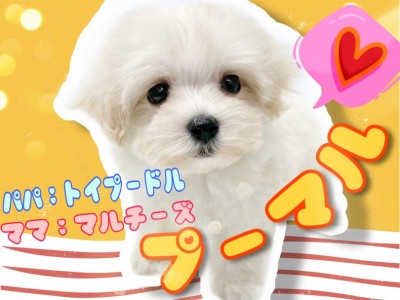 【 MIX 】トイプードル×マルチーズ良い所取りのハイブリッド犬が登場！！