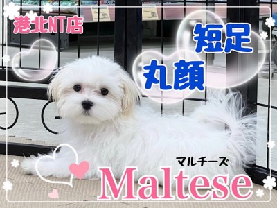 【 マルチーズ 】可愛さに磨きがかかった4ヶ月の短足丸顔のマルチーズくん