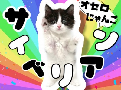 【 サイベリアン 】黒のハチワレ模様がチャームポイント！低アレルゲンキャット登場