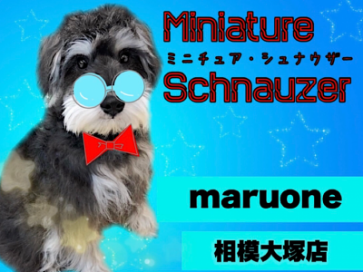 【 ミニチュア・シュナウザー 】初心者必見！賢いシュナくんの2ndブログ！