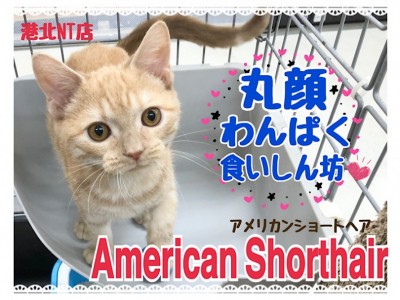 【 アメリカンショートヘア 】丸顔レッドタビー、生後6ヶ月の男の子