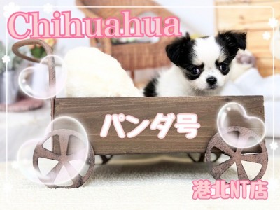 【 チワワ 】個性的な配色がチャームポイント！むっちり短足チワワちゃん