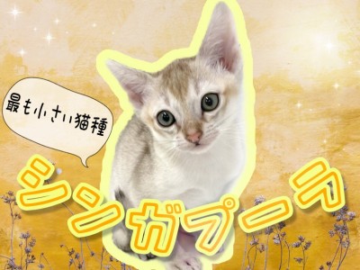 【 シンガプーラ 】世界最小・希少猫種！マルワン東川口店NO.1の甘えん坊さん