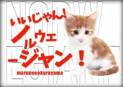【 ノルウェージャンフォレストキャット 】大倉山店はイケメンパラダイス状態だぞ！