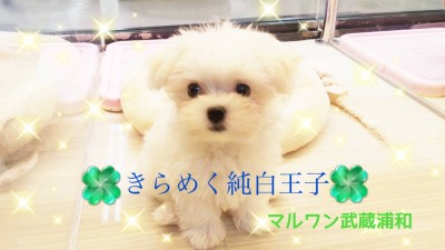 【 マルチーズ 】純白の天使！簡単お手入れのポイントも徹底解説！