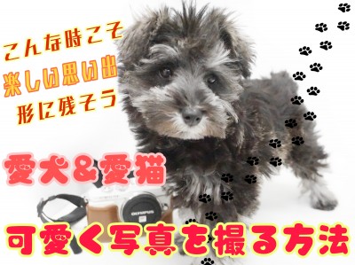 【 ペット撮影 】一眼レフを使って愛犬＆愛猫を綺麗に撮影してみよう！