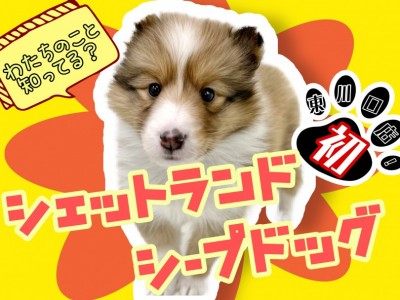 【 シェットランドシープドッグ 】友好的な性格！マルワン東川口店に初登場！
